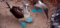 Spot blue footed boobies in Galapagos - World Expeditions